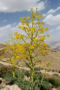 باریجه
